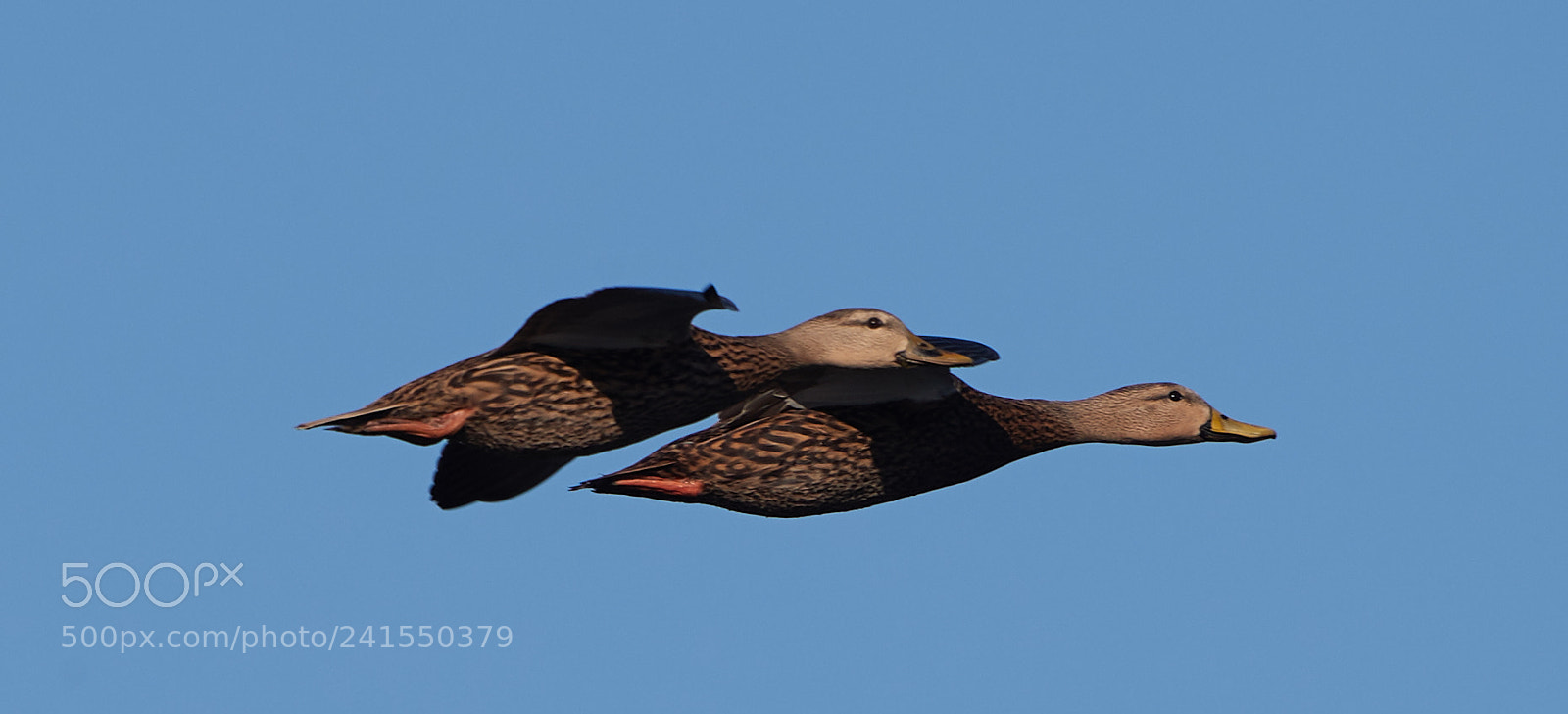 Canon EOS-1D X Mark II sample photo. 01-06-18-8184.jpg photography