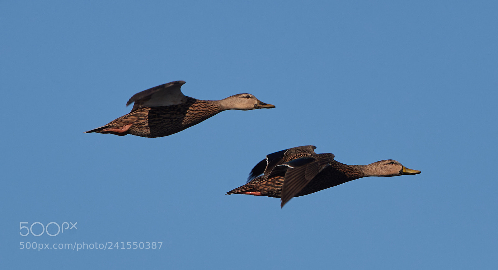 Canon EOS-1D X Mark II sample photo. 01-06-18-8186 1.jpg photography