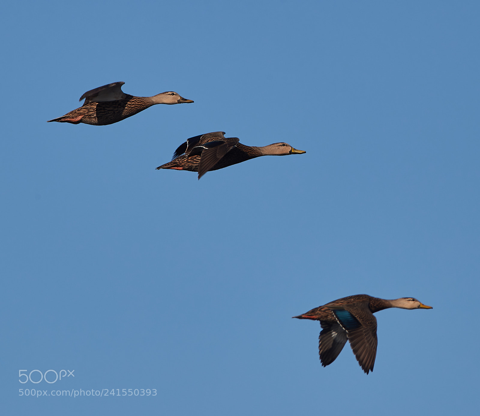 Canon EOS-1D X Mark II sample photo. 01-06-18-8186.jpg photography