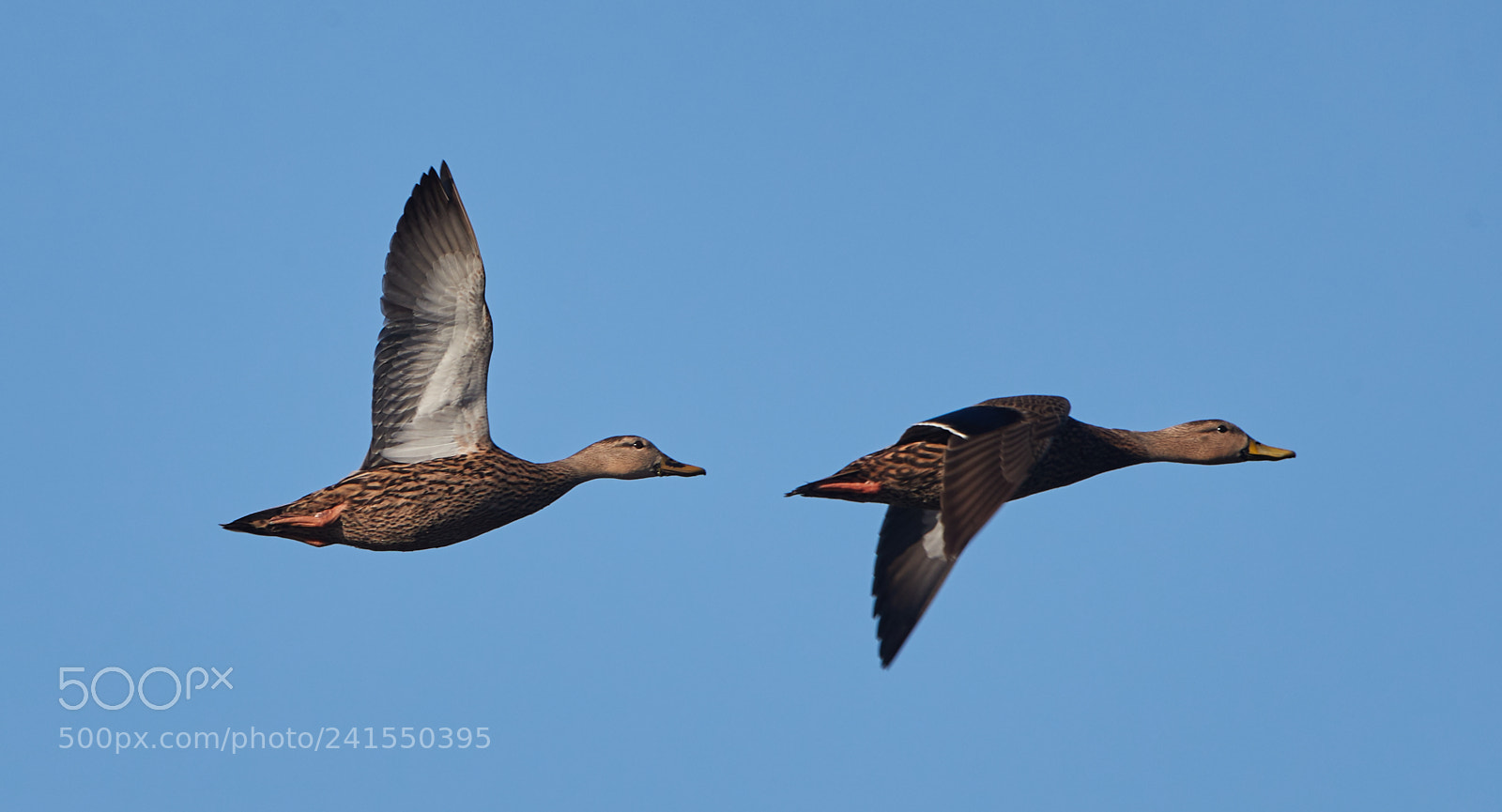 Canon EOS-1D X Mark II sample photo. 01-06-18-8187.jpg photography