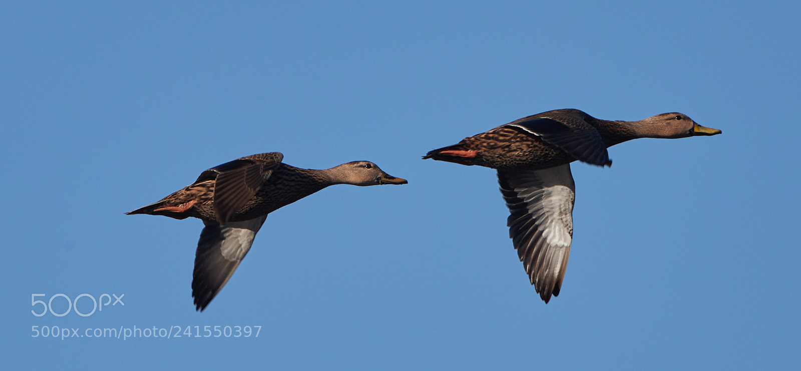 Canon EOS-1D X Mark II sample photo. 01-06-18-8188.jpg photography