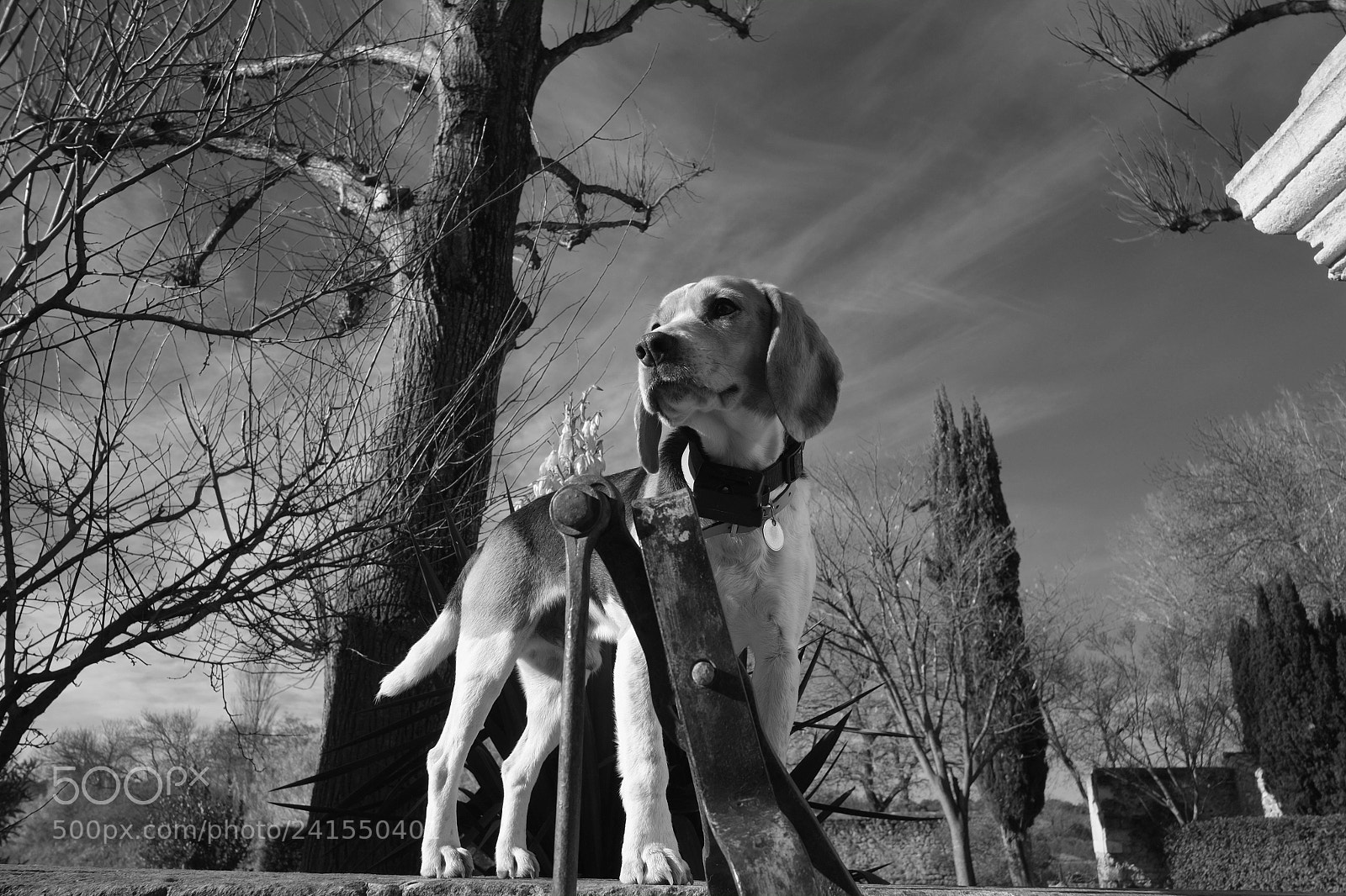 Fujifilm X-Pro1 sample photo. Hunting dog photography