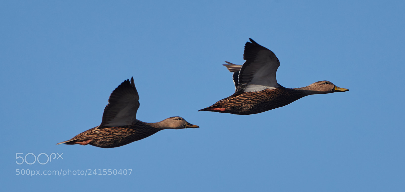 Canon EOS-1D X Mark II sample photo. 01-06-18-8189.jpg photography