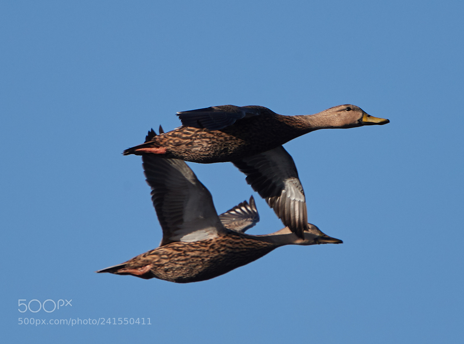 Canon EOS-1D X Mark II sample photo. 01-06-18-8192.jpg photography