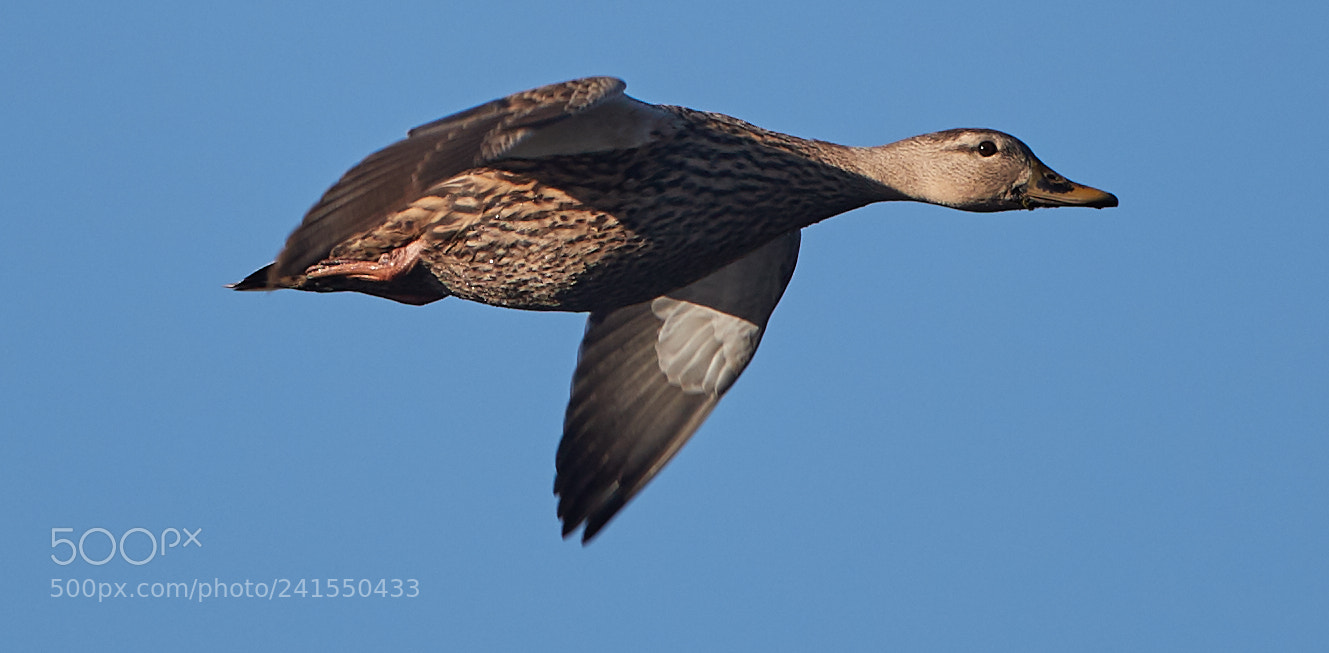 Canon EOS-1D X Mark II sample photo. 01-06-18-8193.jpg photography