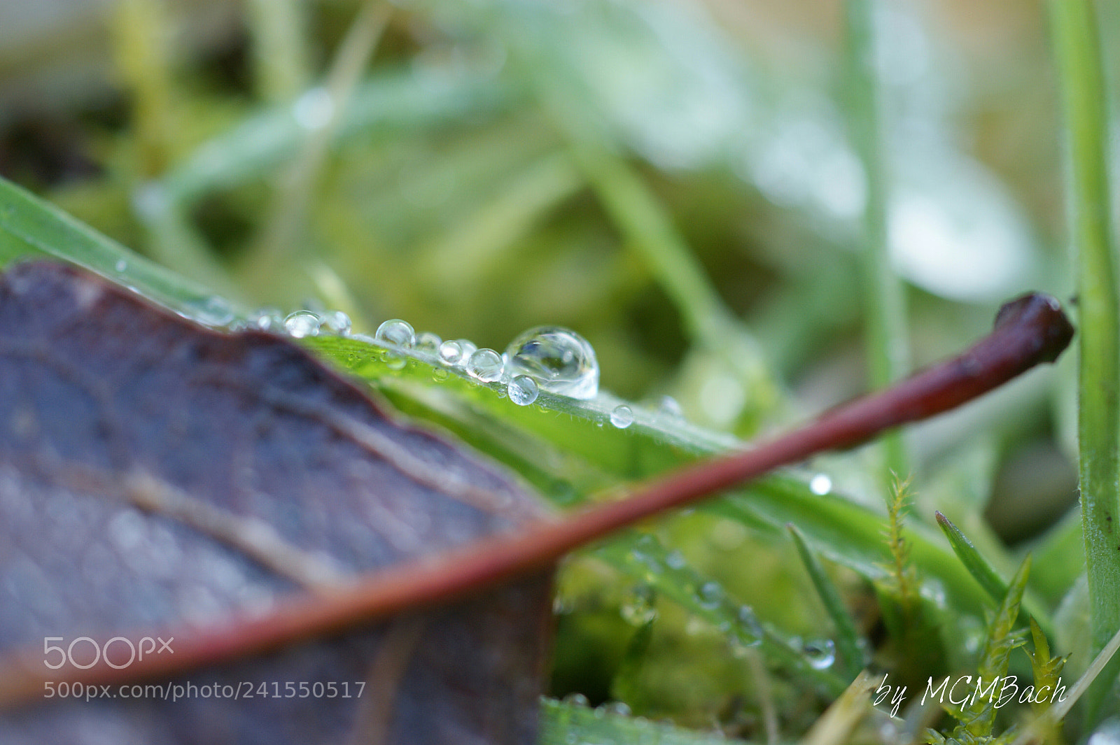 Sony Alpha DSLR-A350 sample photo. Waterdrops photography