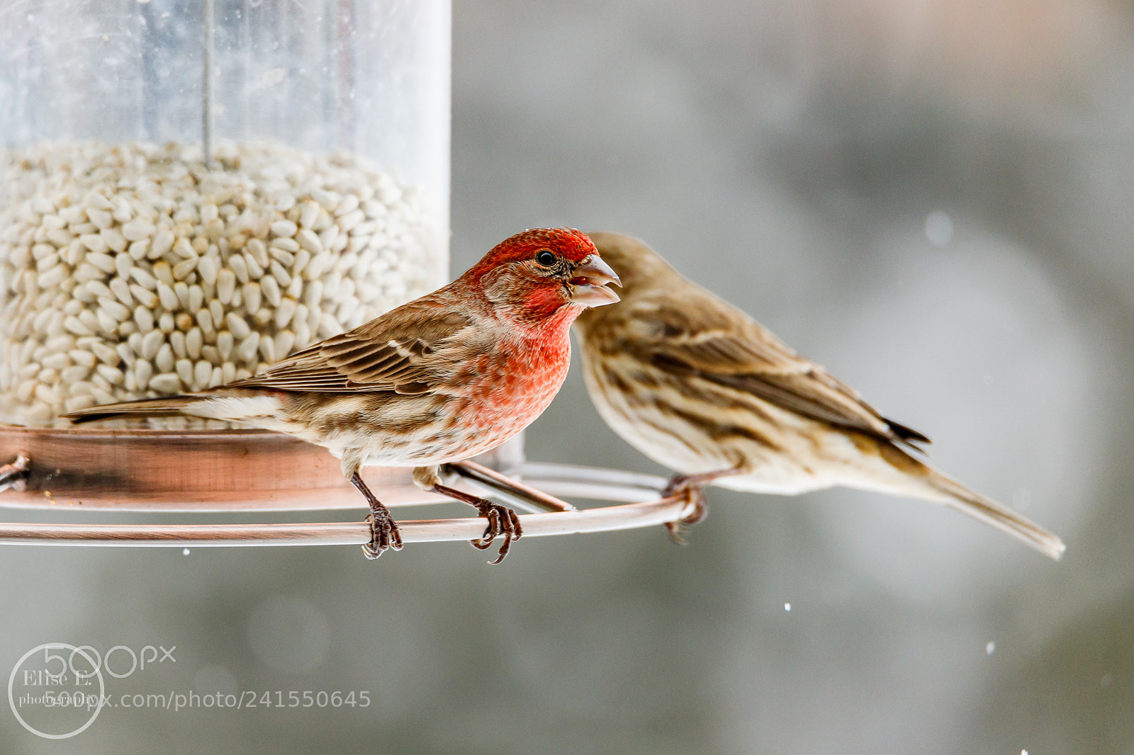 Canon EOS 6D Mark II sample photo. House finch photography