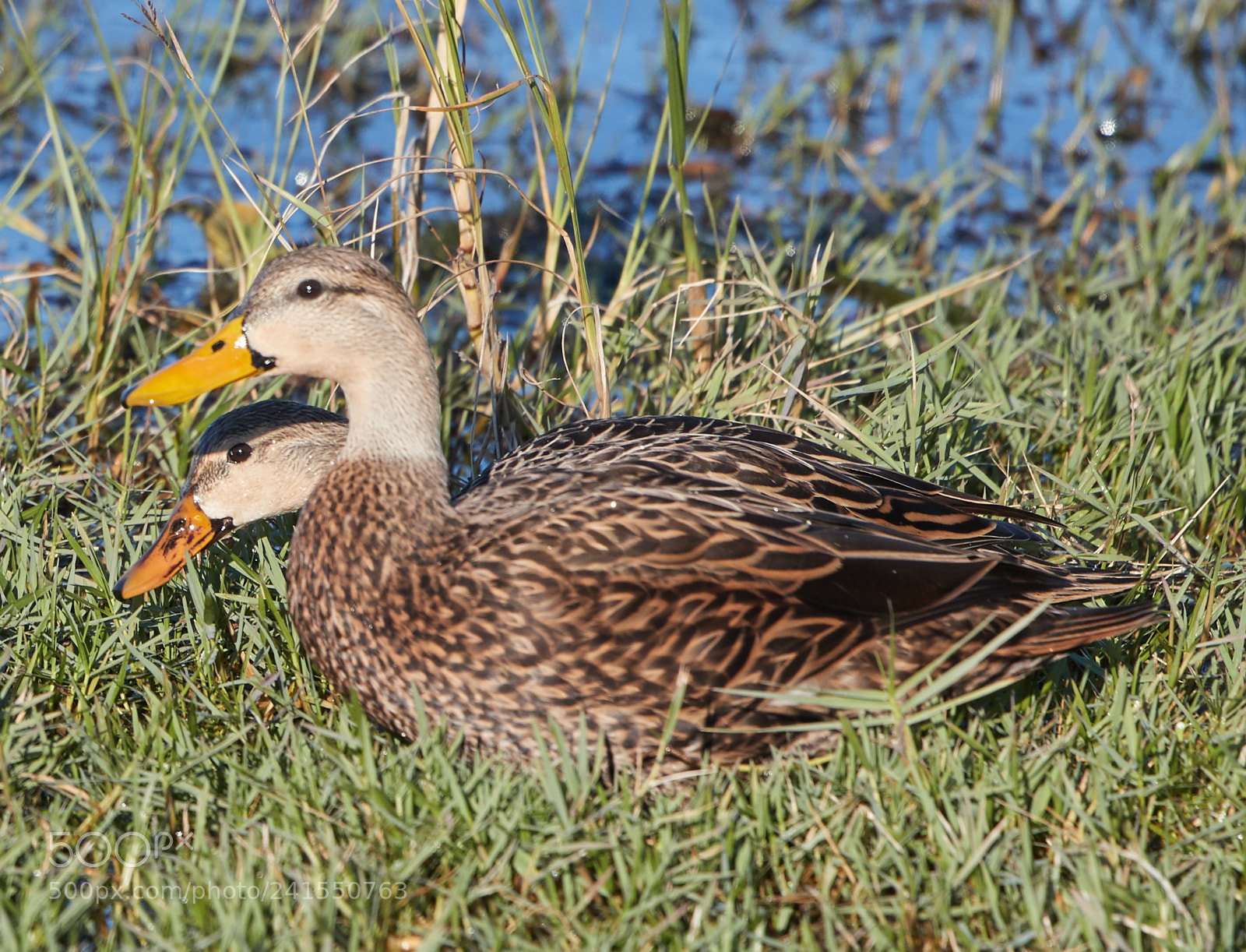 Canon EOS-1D X Mark II sample photo. 01-06-18-8233.jpg photography