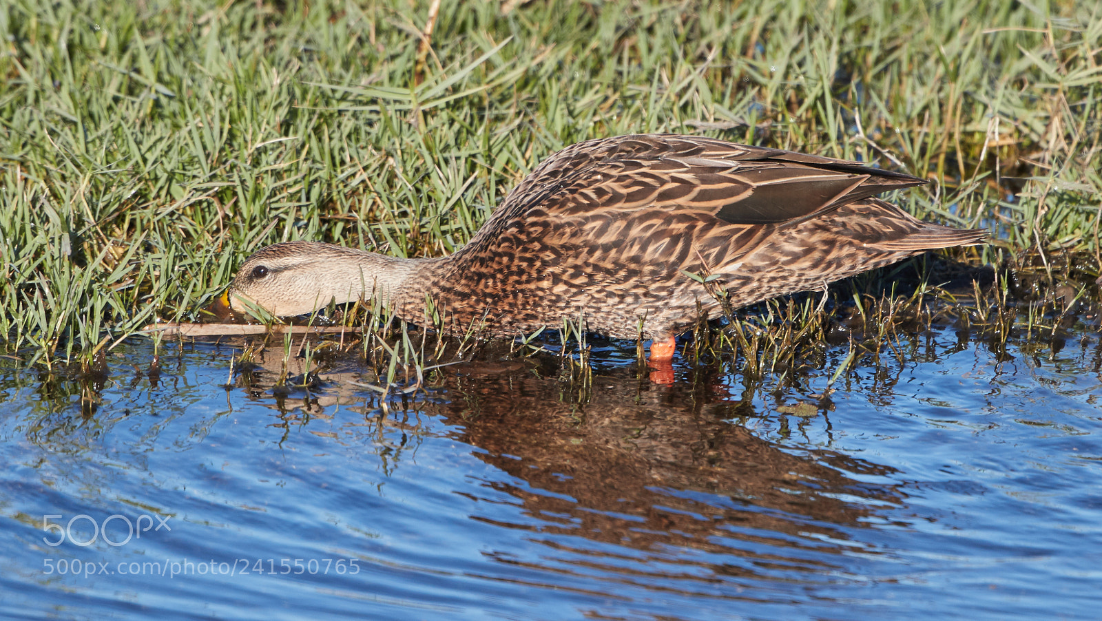 Canon EOS-1D X Mark II sample photo. 01-06-18-8238.jpg photography