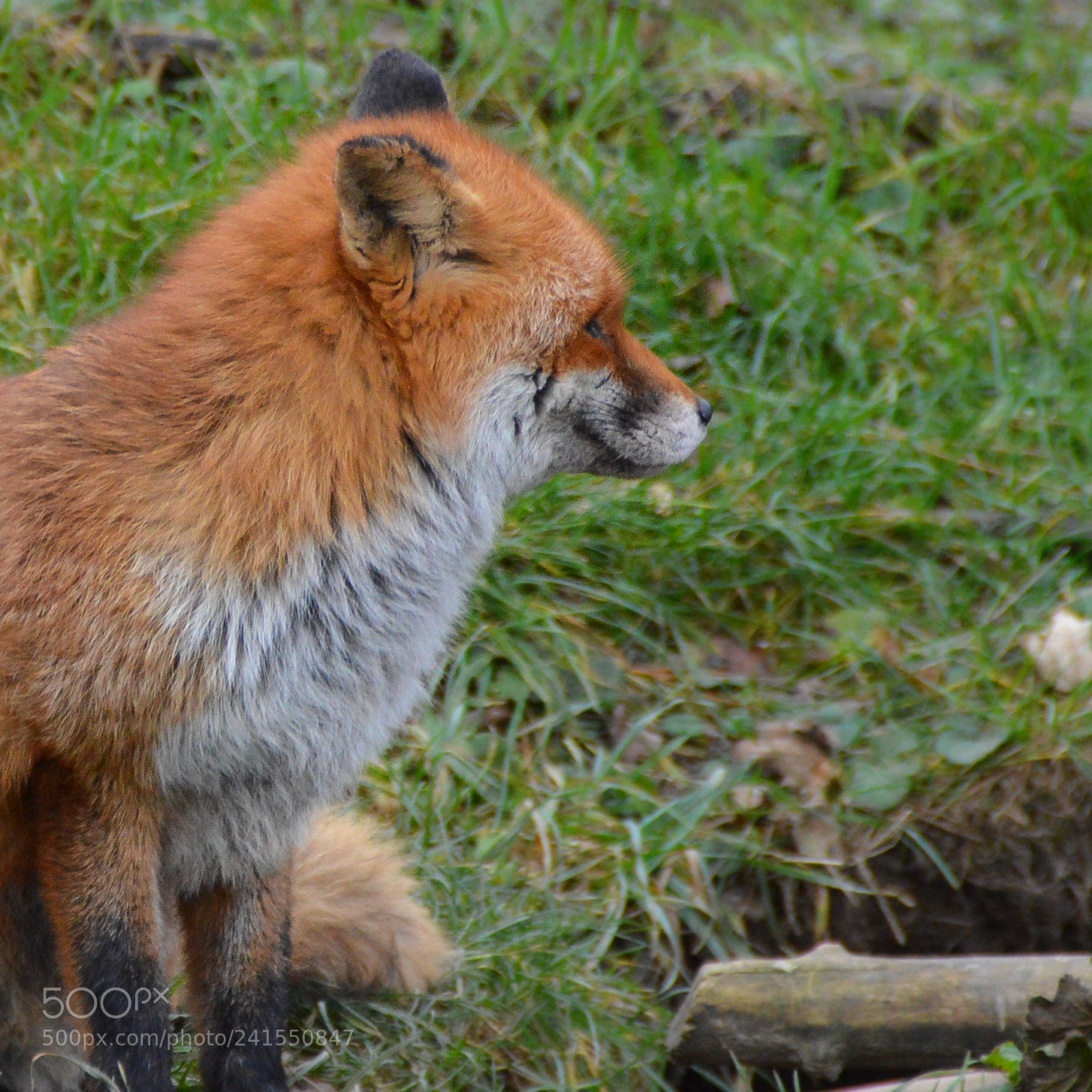 Nikon D3200 sample photo. The fox in the photography