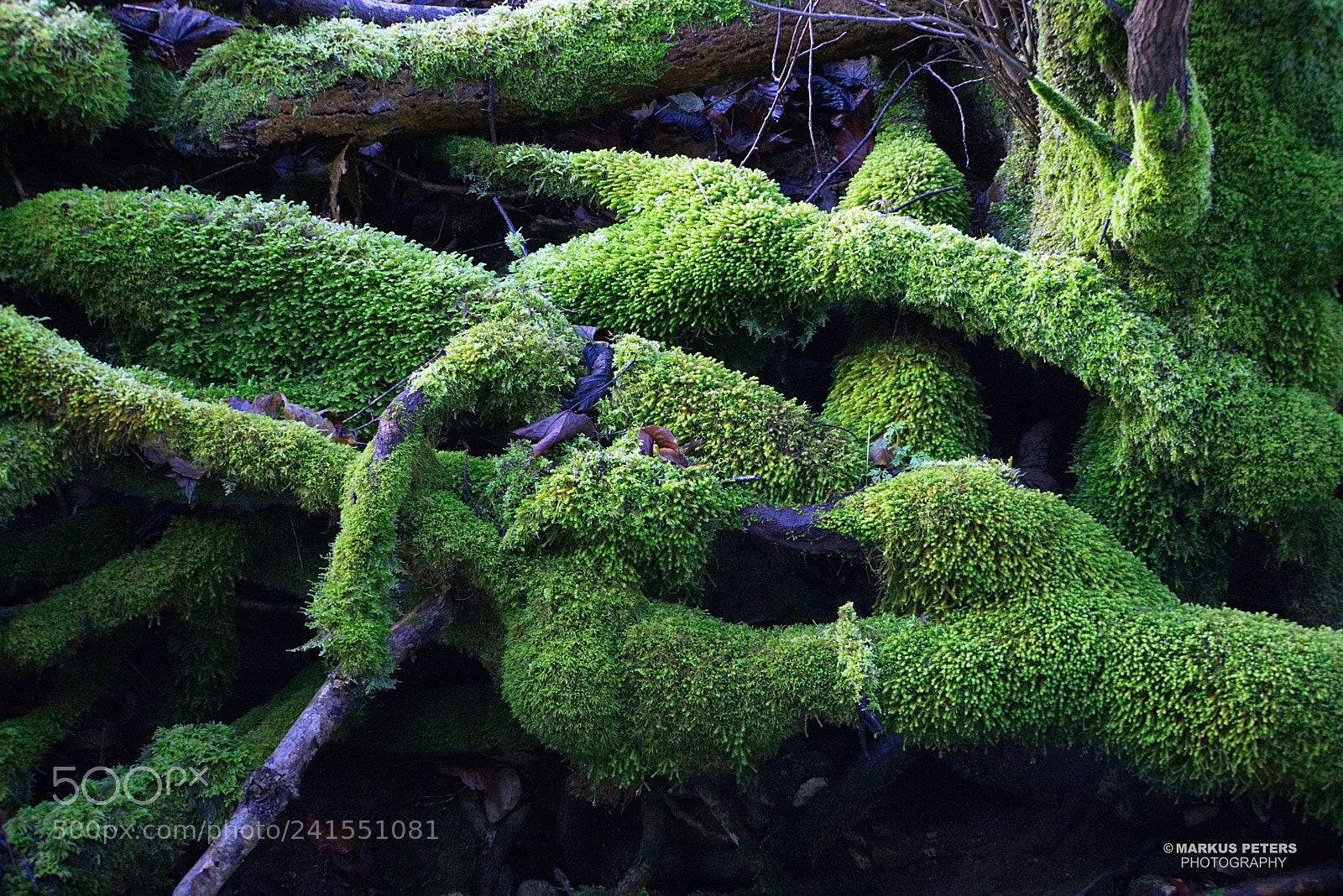 Pentax K-3 II sample photo. Moos photography