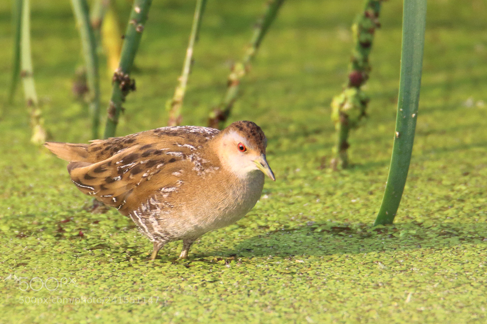 Canon EOS 1200D (EOS Rebel T5 / EOS Kiss X70 / EOS Hi) sample photo. Baillon’s crake photography