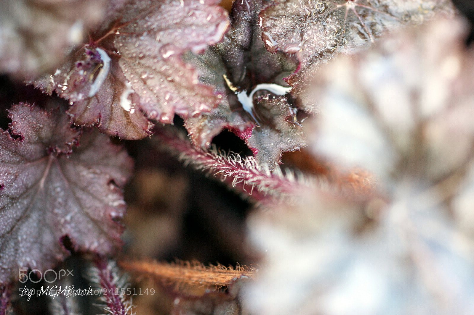 Sony Alpha DSLR-A350 sample photo. My wintergarden photography