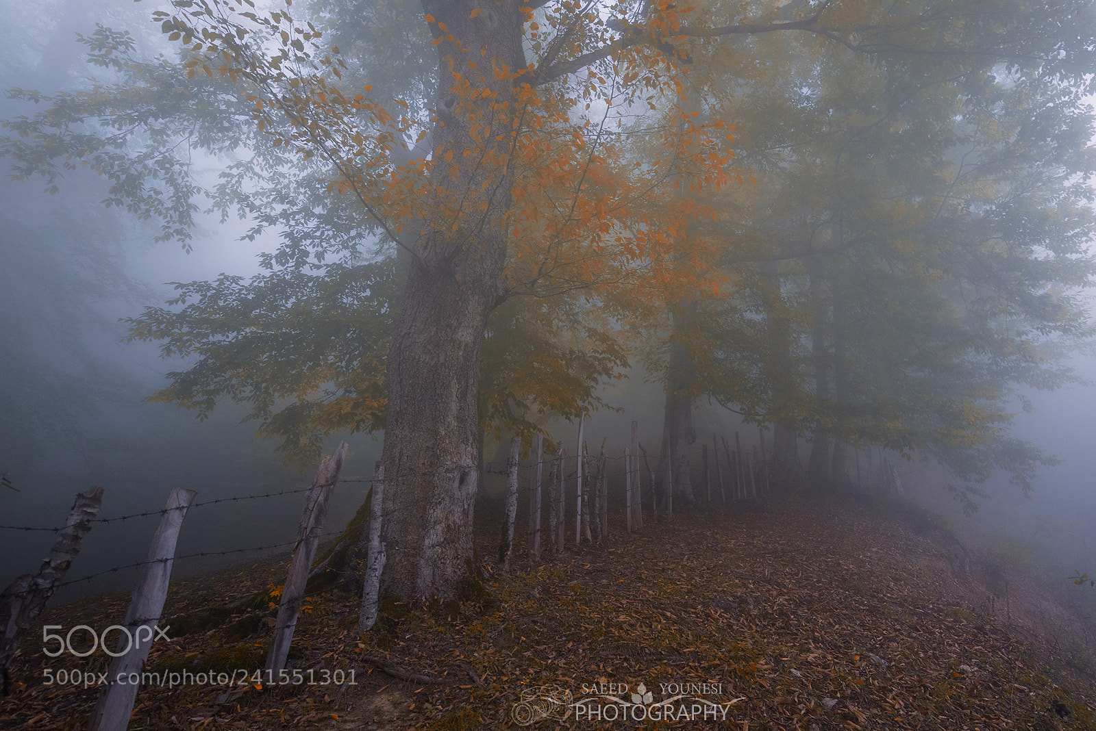 Nikon D810 sample photo. Fog in the forest photography
