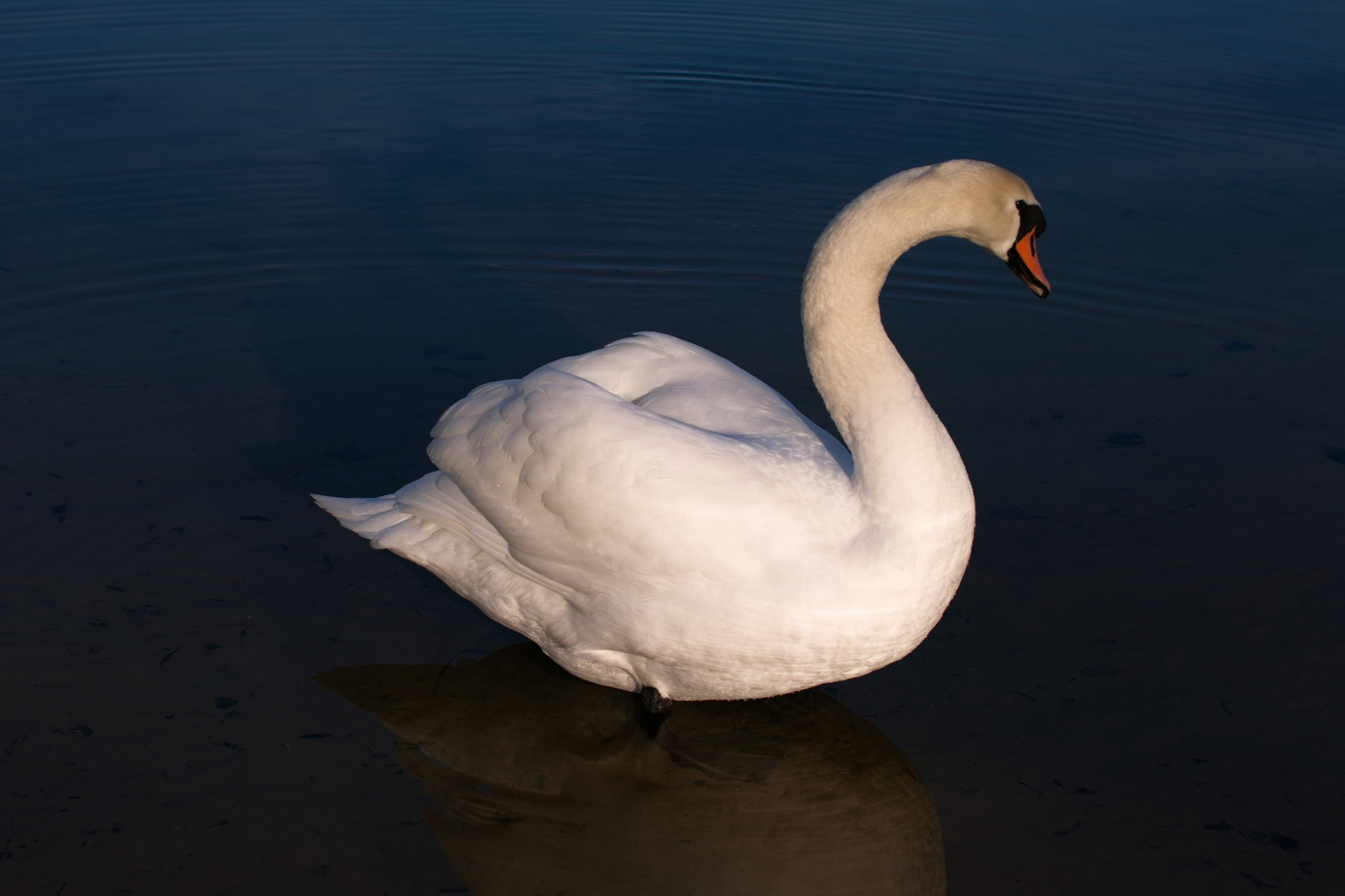 Sigma SD15 sample photo. The swan photography