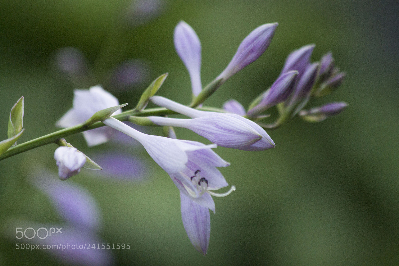 Canon EOS 1100D (EOS Rebel T3 / EOS Kiss X50) sample photo. Morning hosta photography