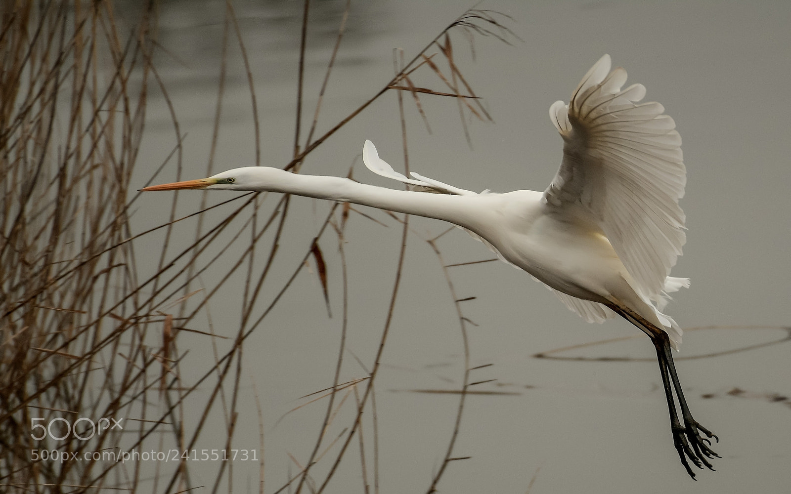 Nikon D500 sample photo. Grande aigrette photography