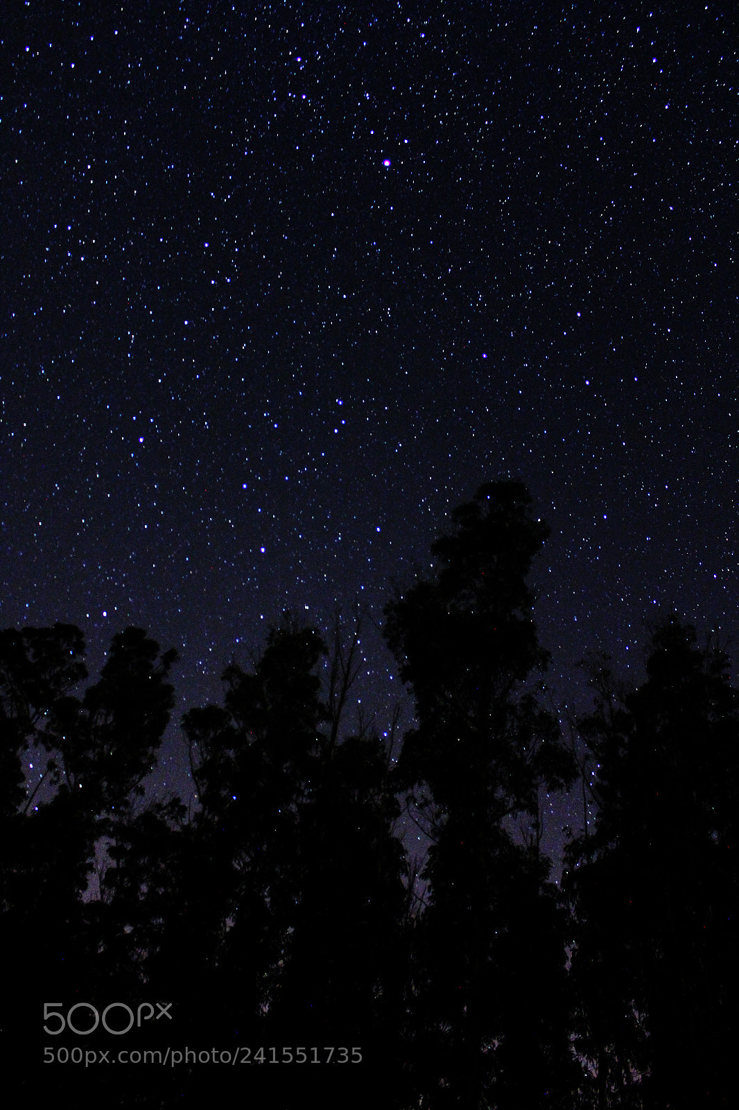 Canon EOS 550D (EOS Rebel T2i / EOS Kiss X4) sample photo. Forest of stars photography
