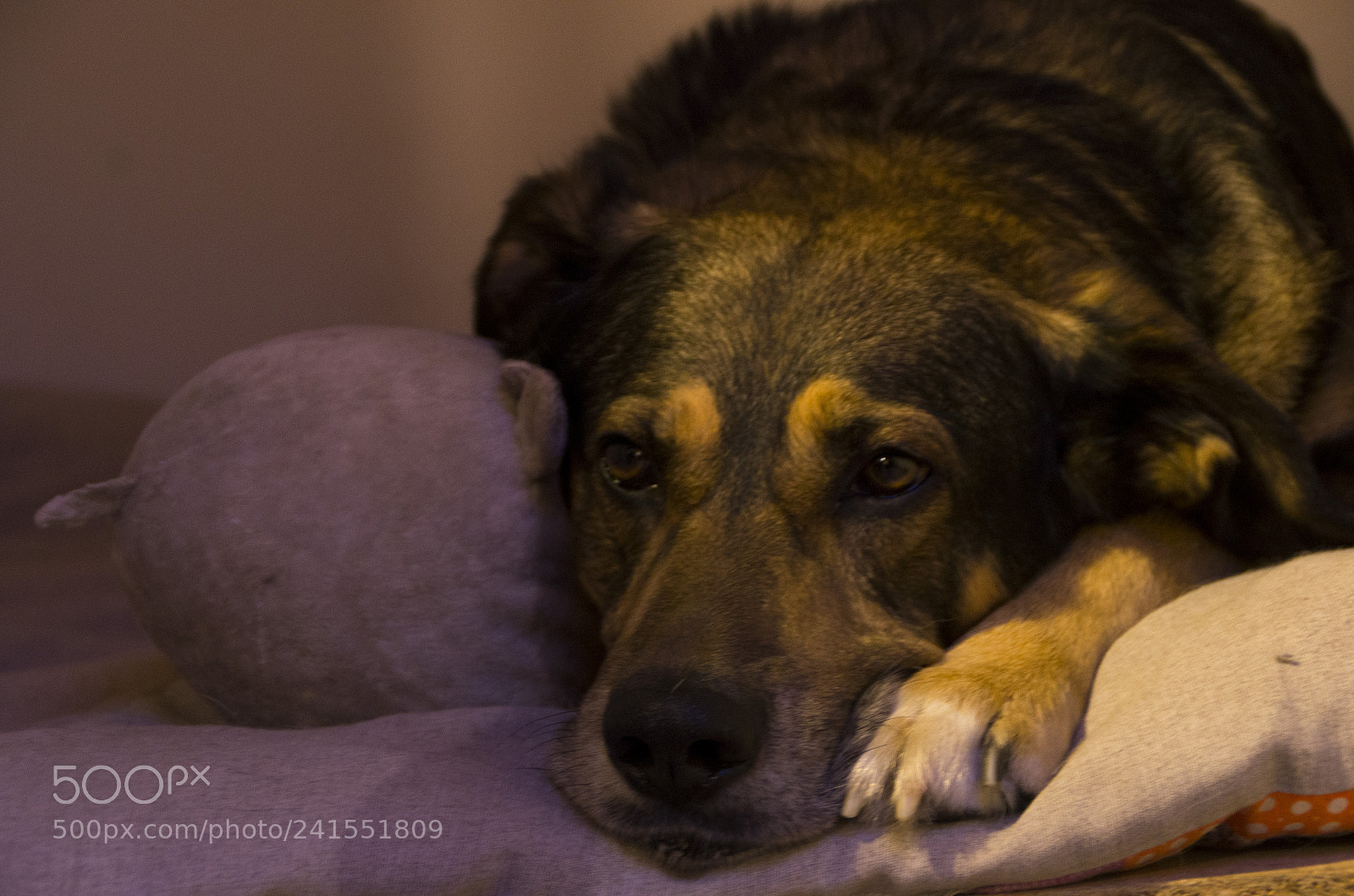 Pentax K-5 sample photo. Sleep in a raining photography
