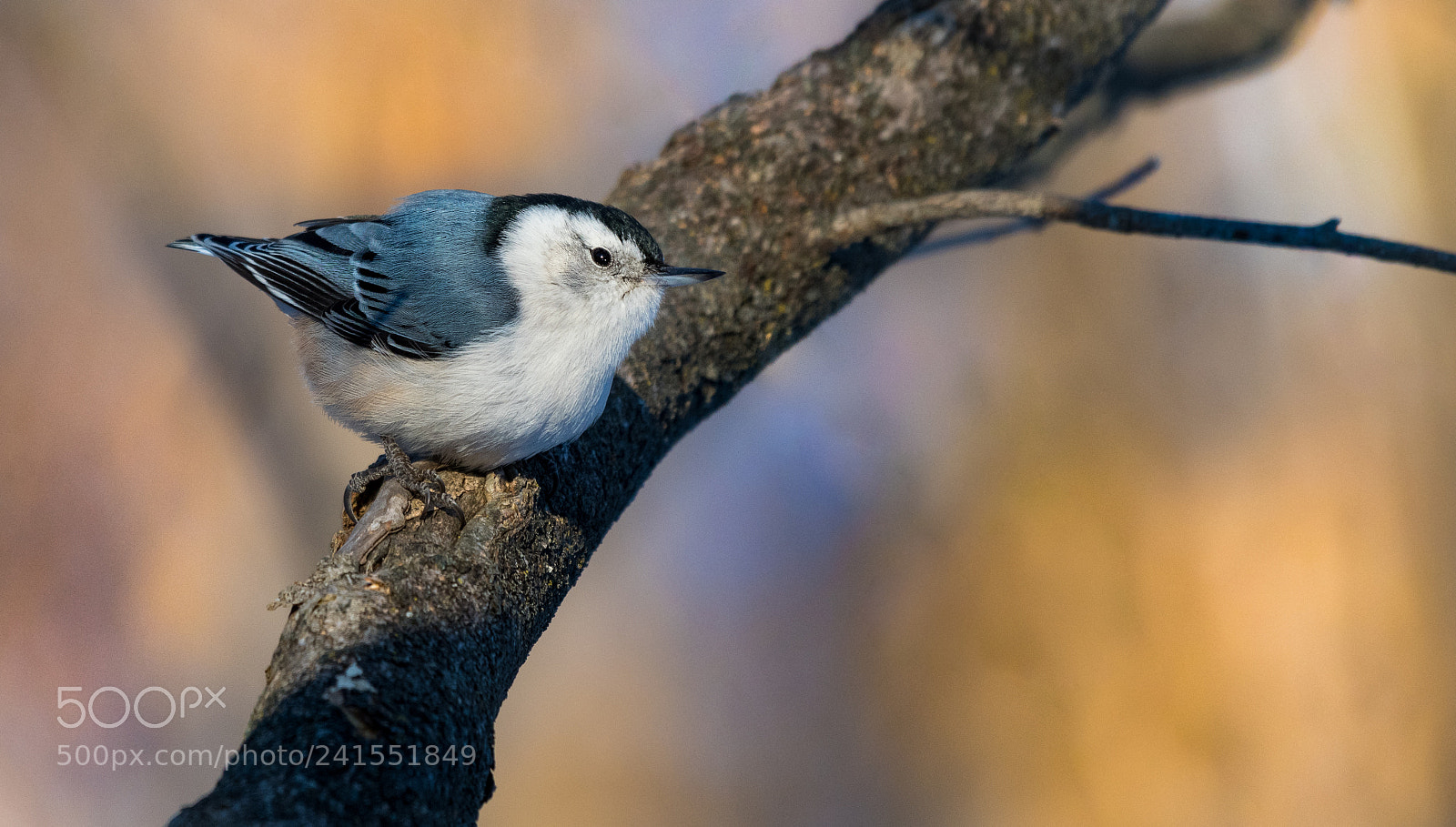 Nikon D500 sample photo. Whitebreasted nuthatch perched on photography