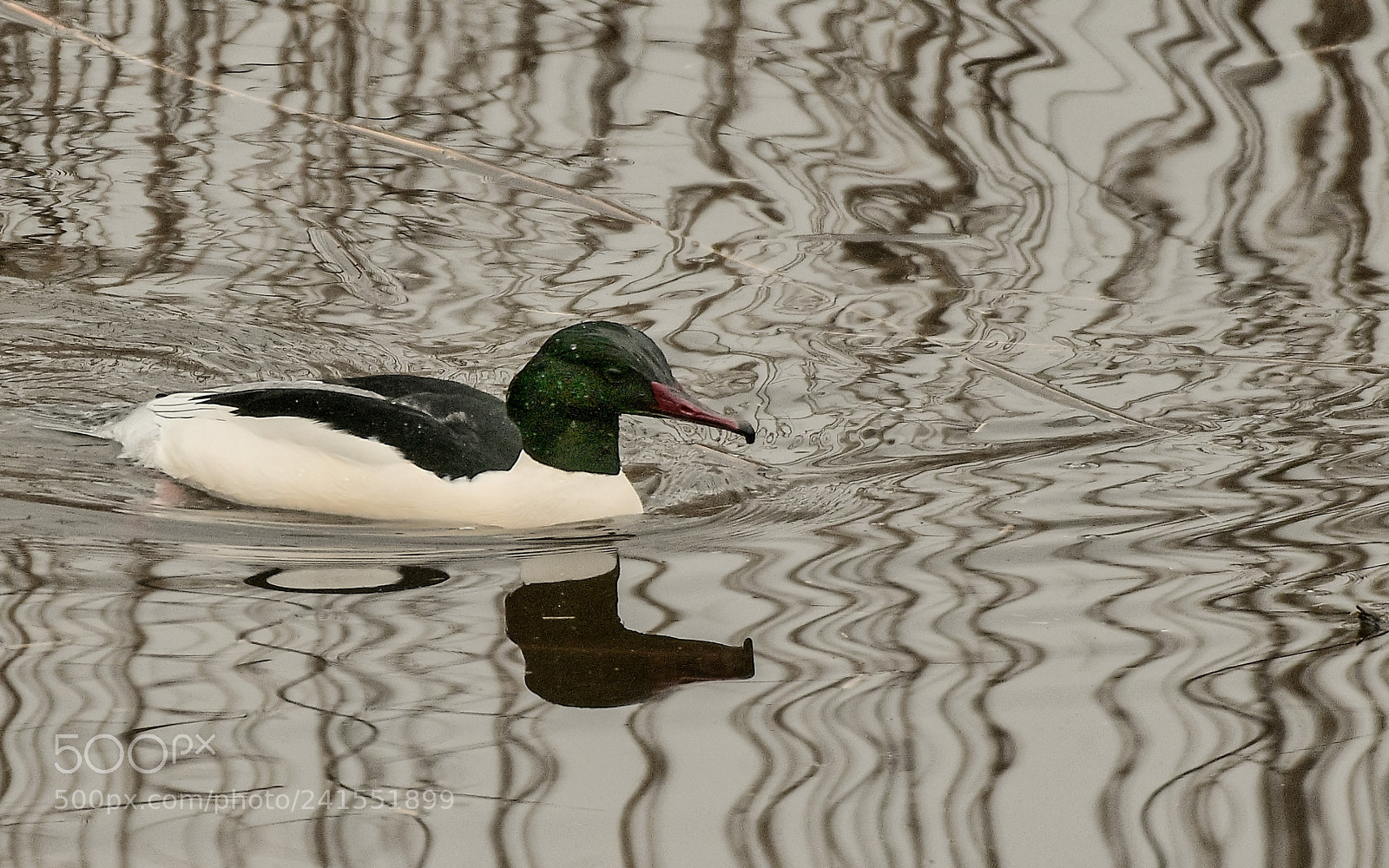 Nikon D500 sample photo. Harle bi vre m photography