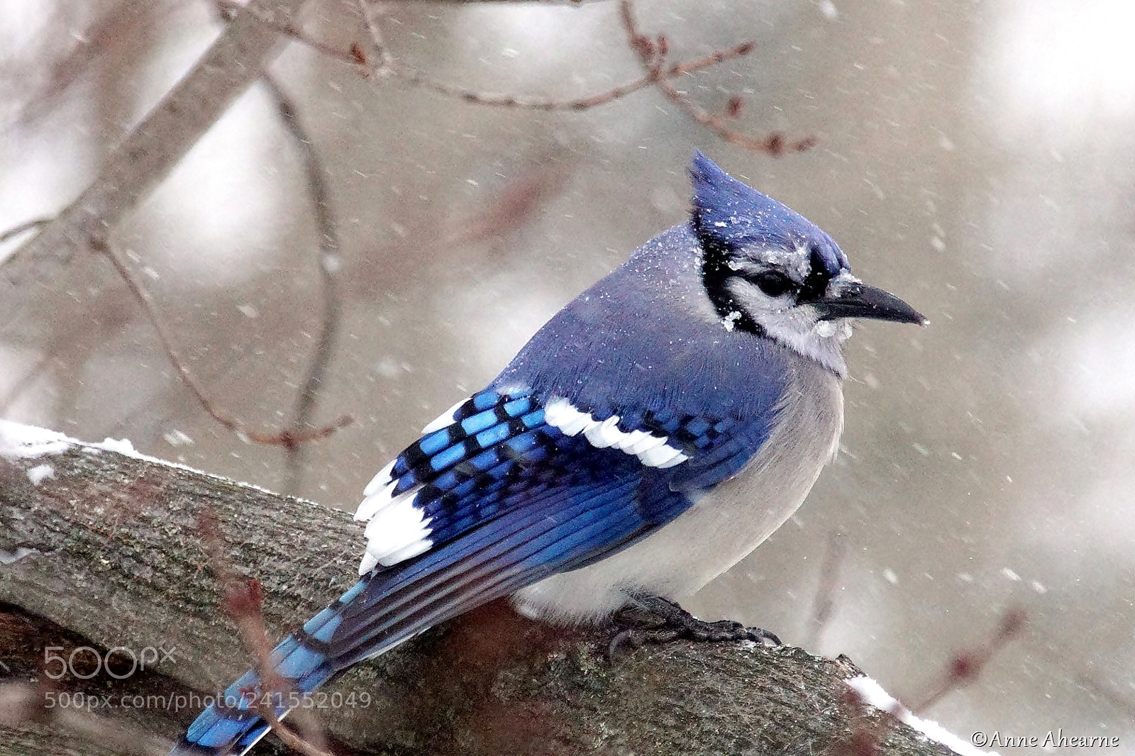 Sony ILCA-77M2 sample photo. Blue jay in a photography