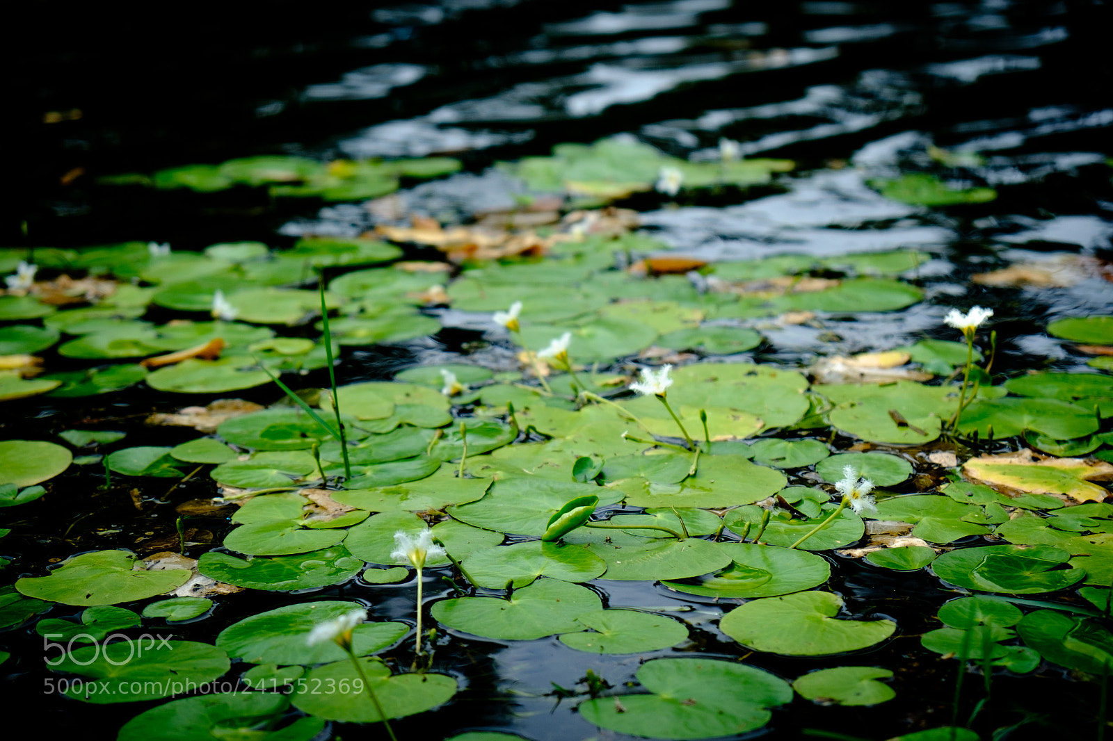 Fujifilm X-T10 sample photo. Water lilies photography