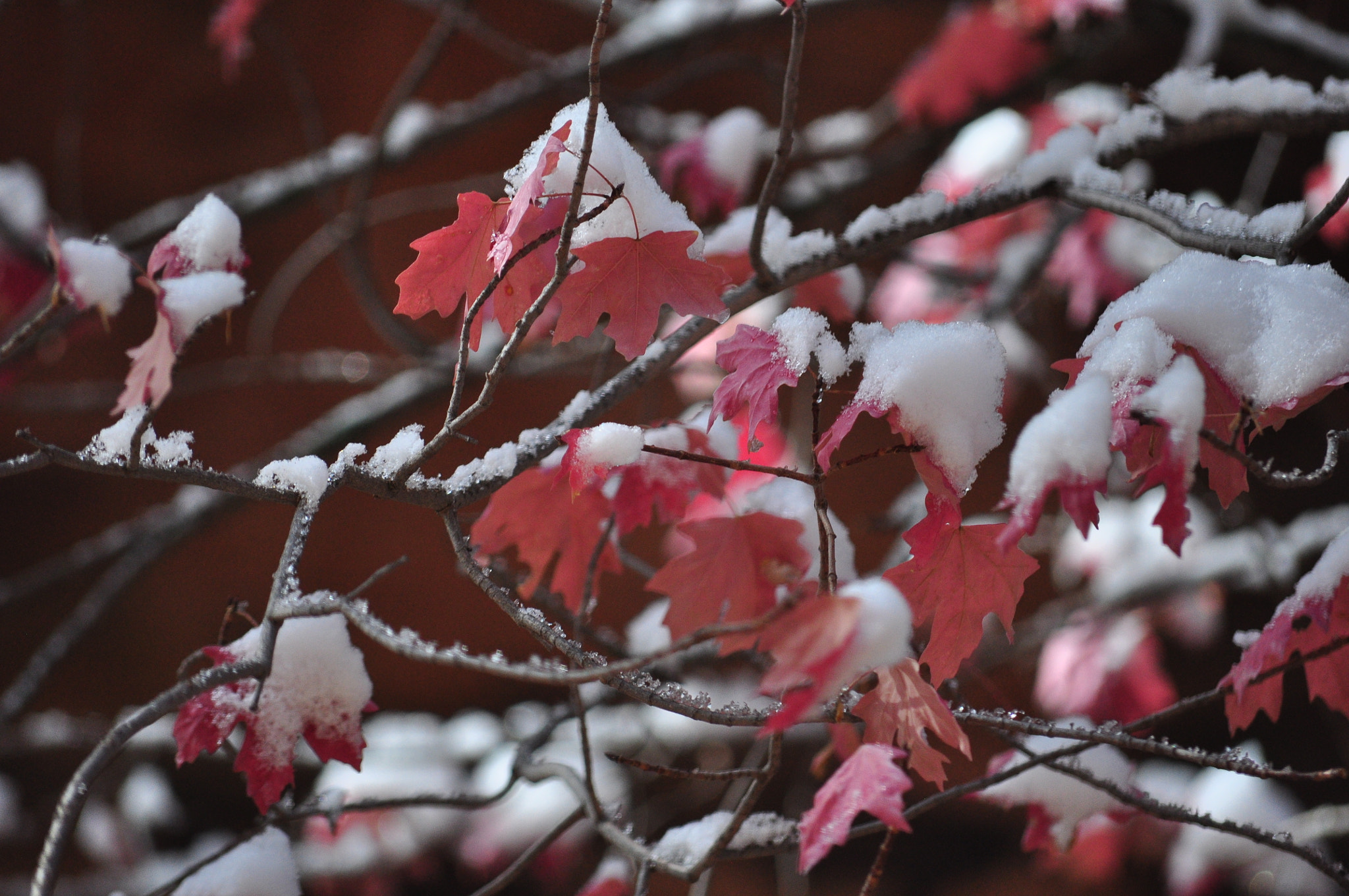 Nikon D90 sample photo. Fall to winter transition photography