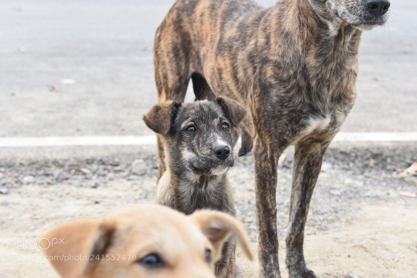 Nikon D3400 sample photo. Street dog photography