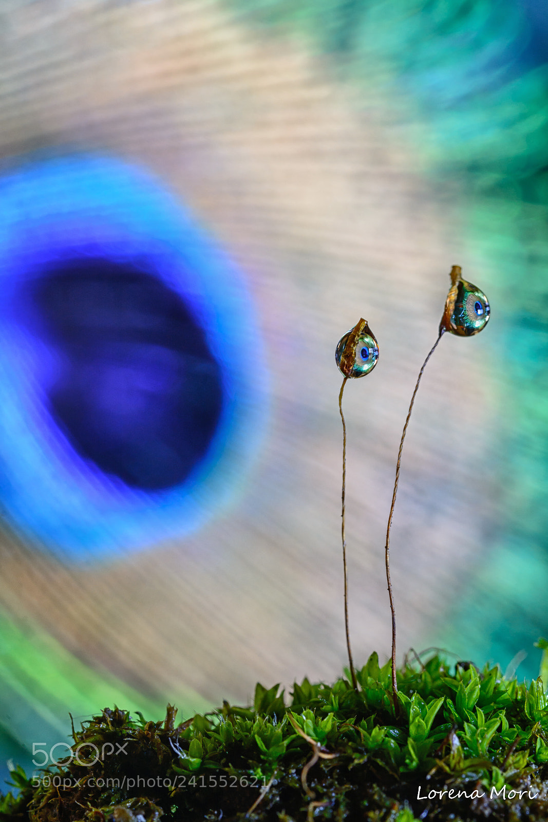 Nikon D7100 sample photo. Piuma di pavone riflessa photography