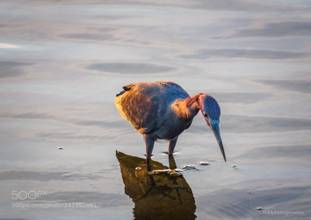 Olympus OM-D E-M10 II sample photo. Little blue heron photography
