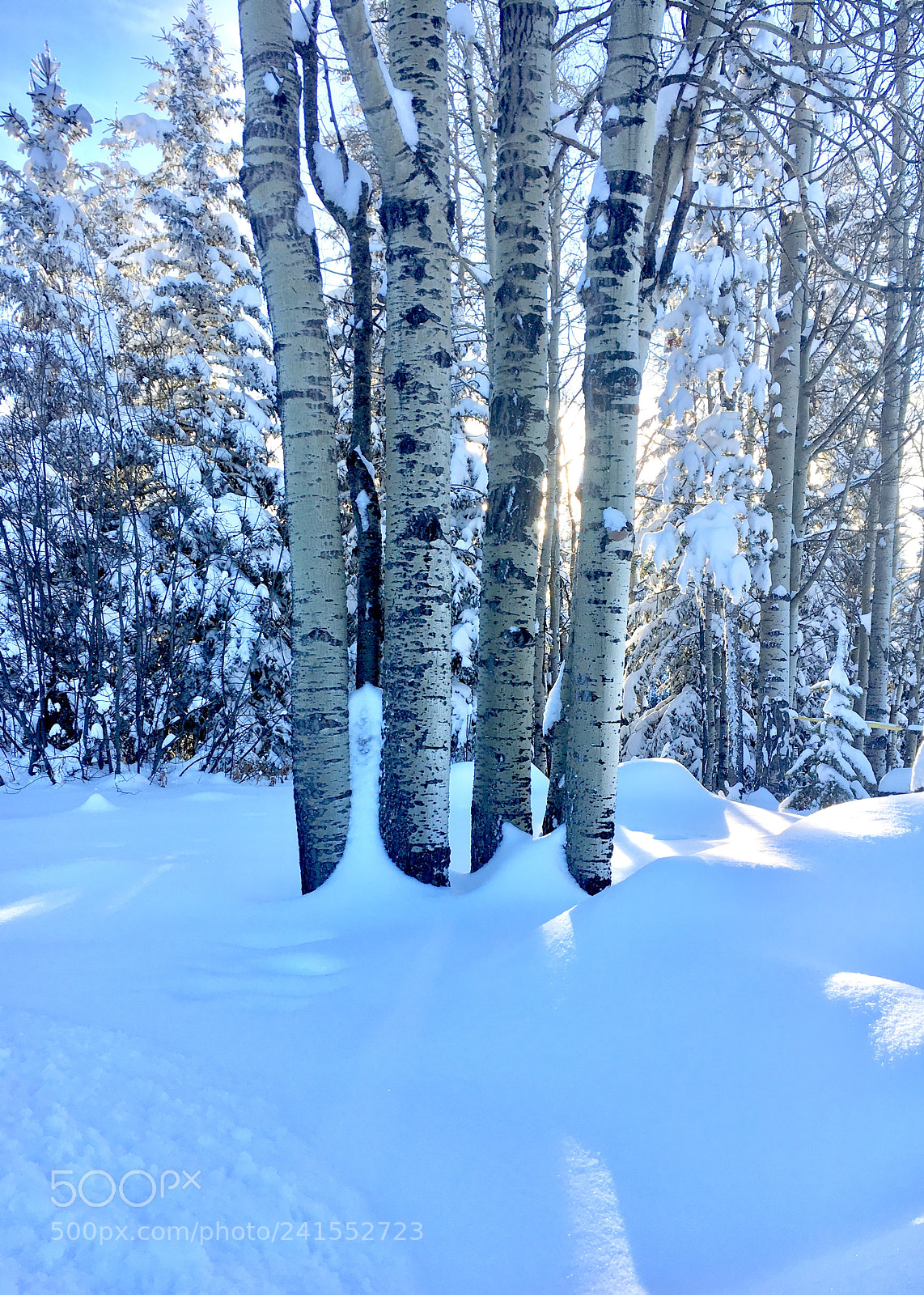 Apple iPhone 6s sample photo. Winter aspen photography