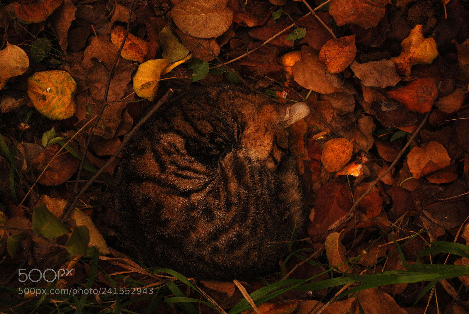 Nikon D60 sample photo. Cuddle photography