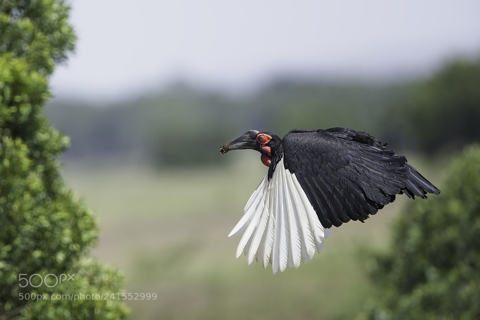 Canon EOS-1D X Mark II sample photo. Hornbill photography