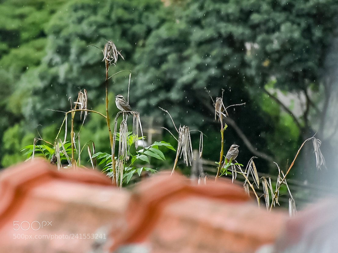 Nikon D5500 sample photo. Nature photography