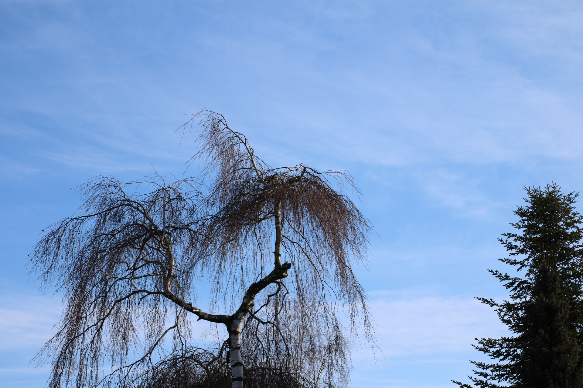Canon 50mm sample photo. Birch photography
