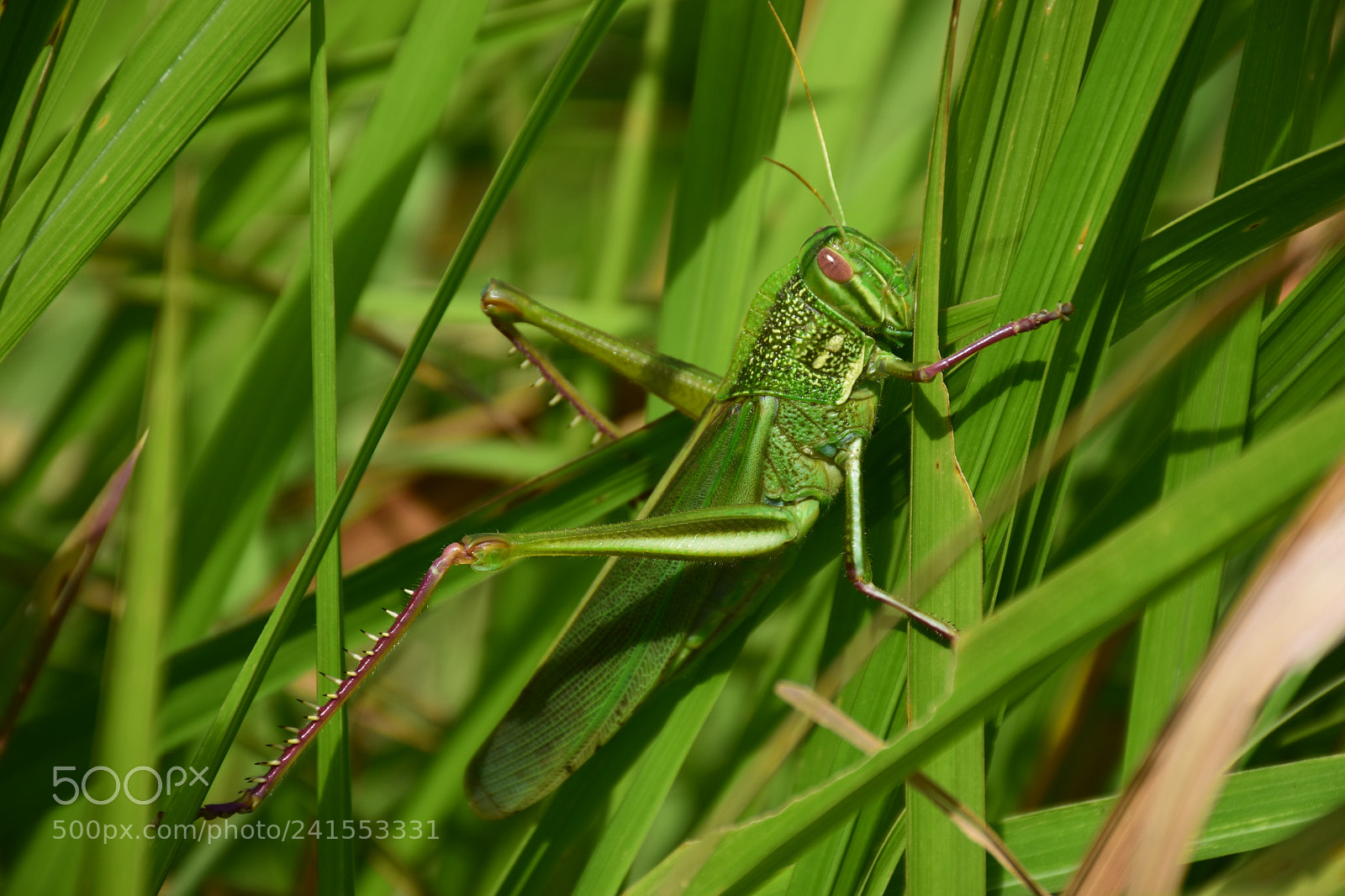 Nikon D5500 sample photo. Undercover photography