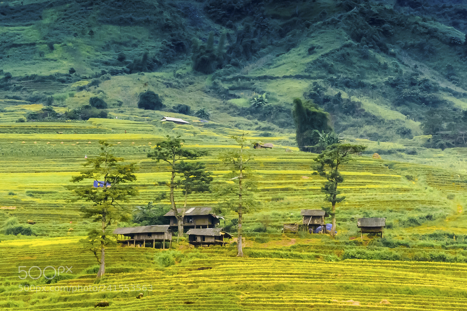 Nikon Df sample photo. Houses on stilts (dsc8572) photography