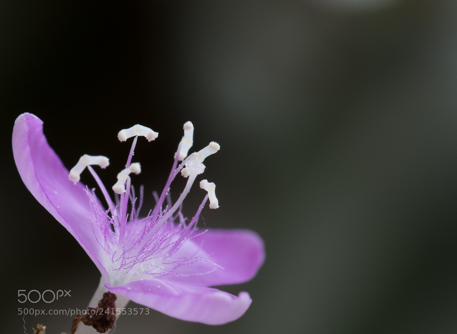 Nikon D500 sample photo. Purple inside photography