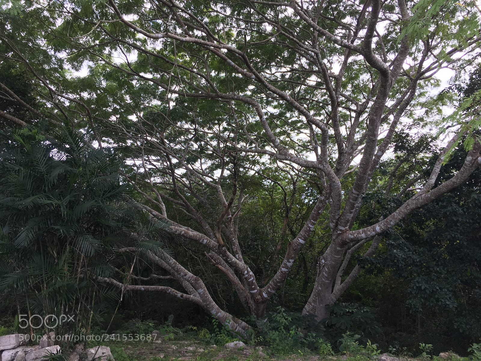 Apple iPhone 6 sample photo. Árbol photography