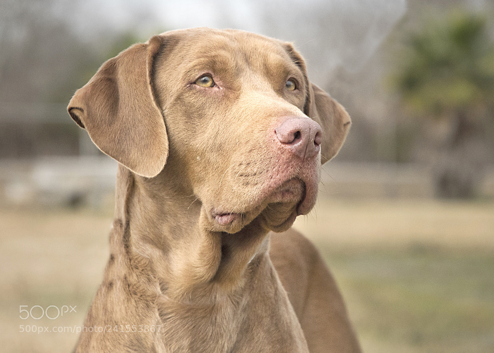 Nikon D500 sample photo. Brandy the beautiful photography