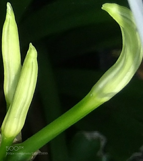 Xiaomi MI MAX sample photo. Lily buds photography