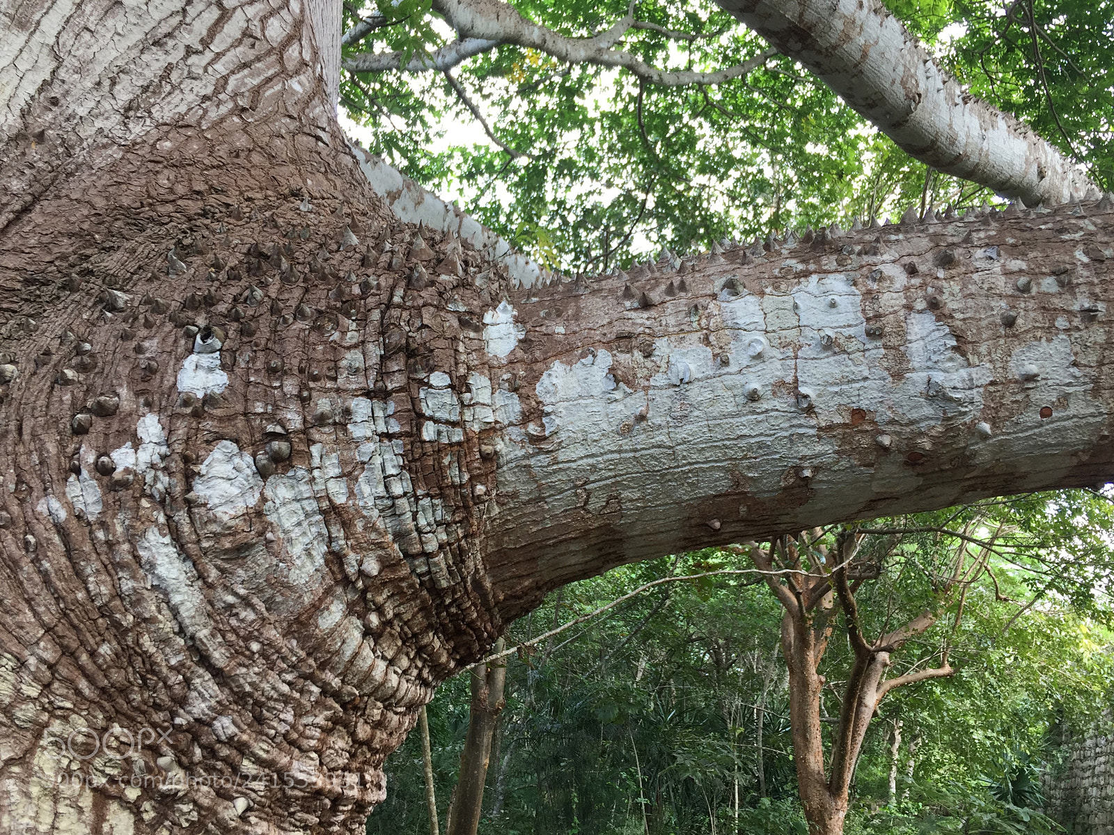 Apple iPhone 6 sample photo. Textura photography