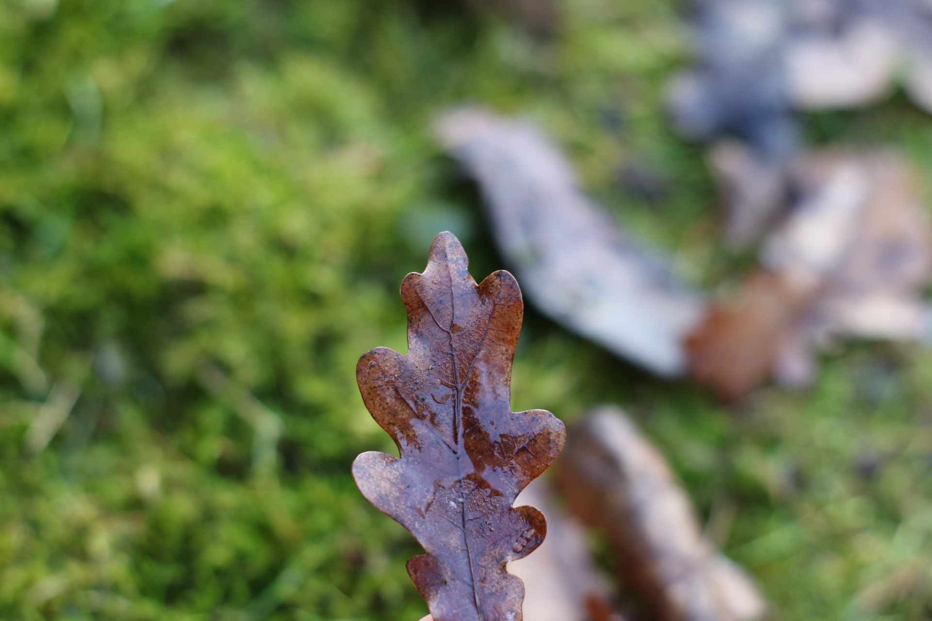Canon 50mm sample photo. A leaf in flight photography