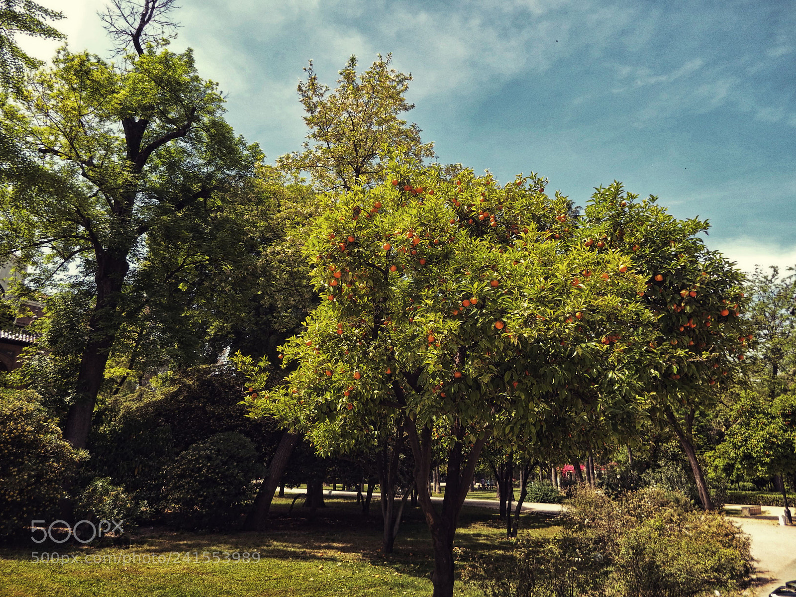 Fujifilm FinePix SL1000 sample photo. Orange tree photography