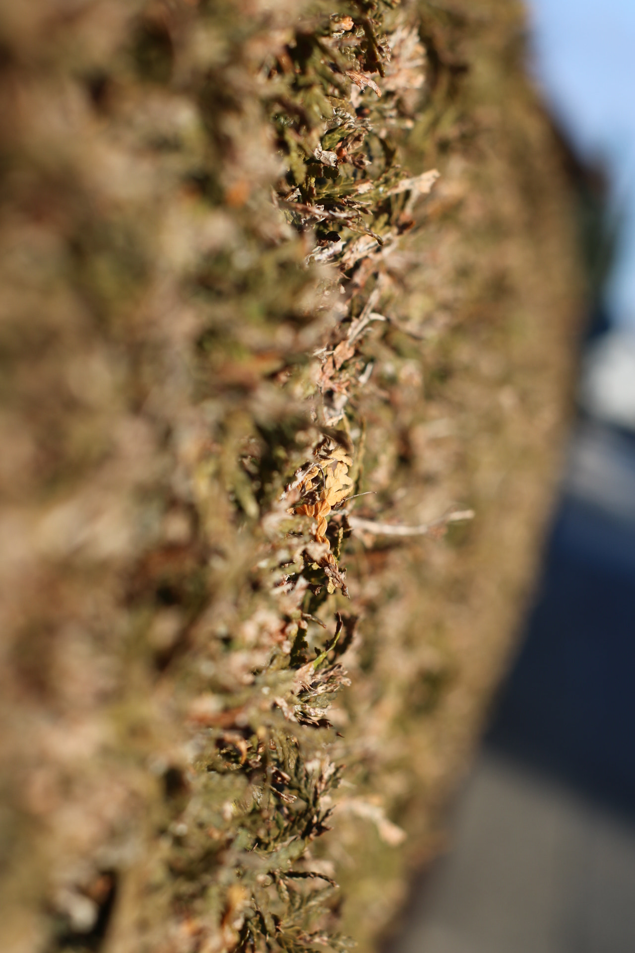 Canon 50mm sample photo. Thuja hedge photography