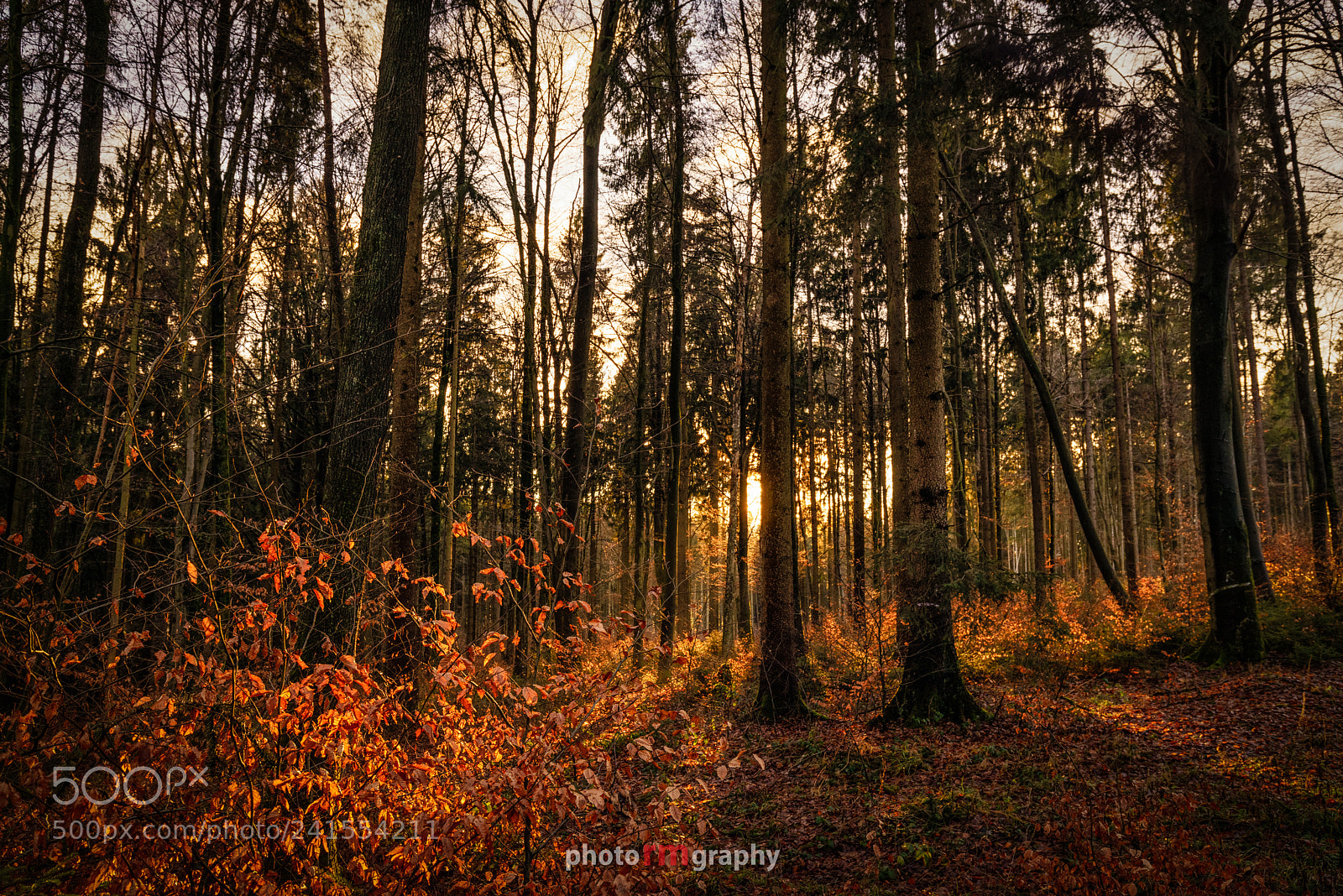 Sony a7R sample photo. Evening light photography