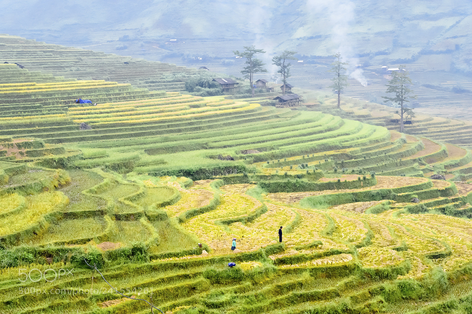 Nikon Df sample photo. Yellow fields (dsc8329) photography