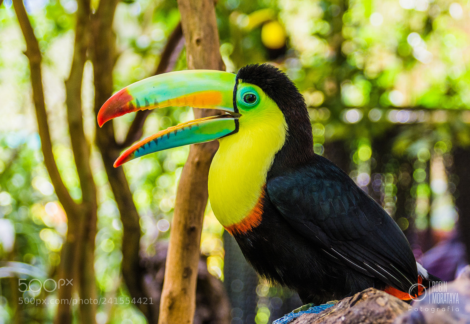 Nikon D7100 sample photo. Toucan bird photography