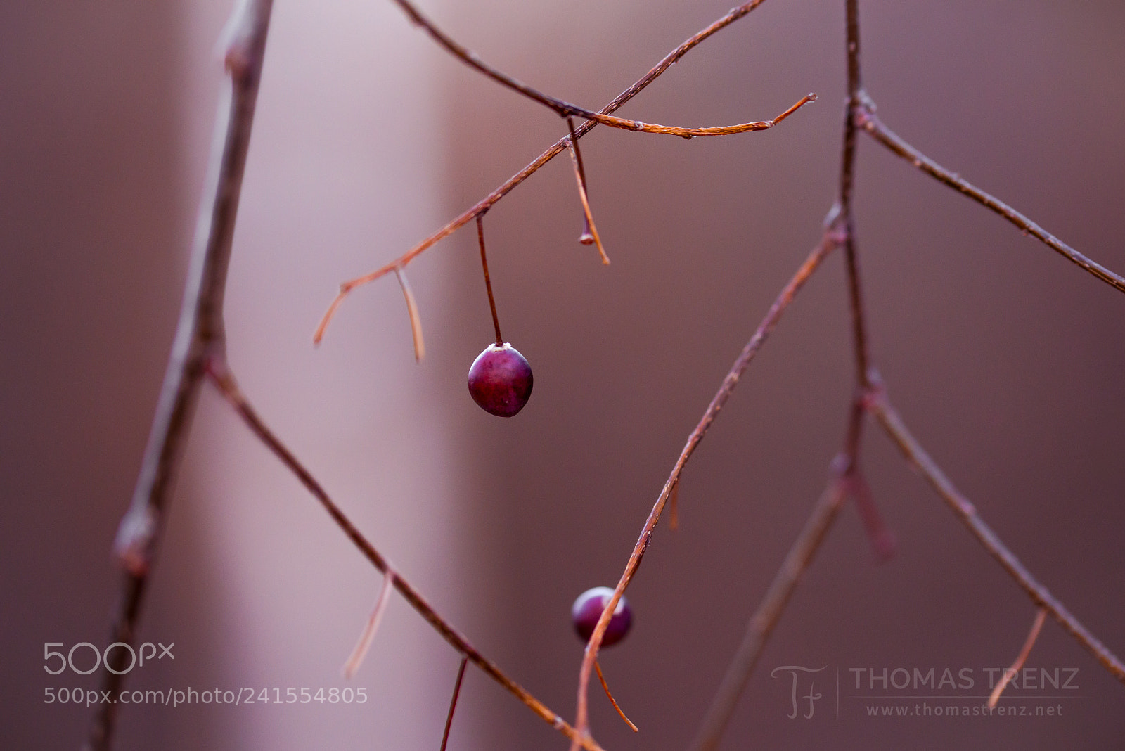 Nikon D600 sample photo. Berry dreams photography